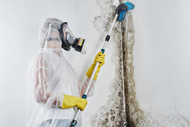 Best Crawl Space Mold Remediation in Byesville, OH