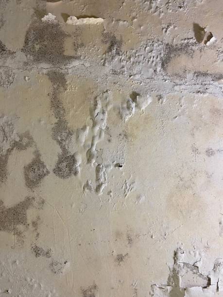 Best Black Mold Remediation in Byesville, OH