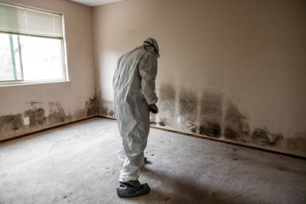 Best Preventive Mold Services in Byesville, OH