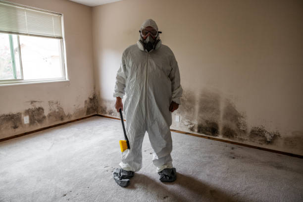 Best DIY Mold Remediation Support Services in Byesville, OH